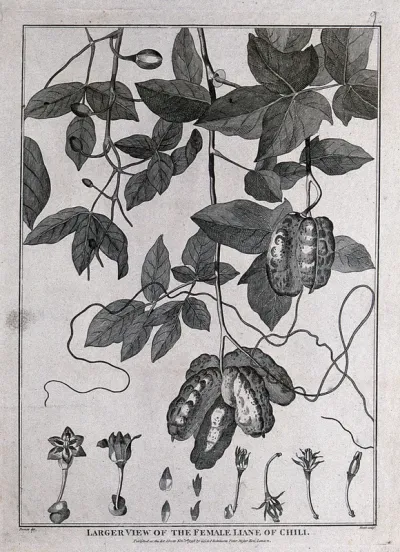 Female liane of Chilli (Lardizabala biternata Ruíz & Pavón): fruiting stem with tendrils and floral segments