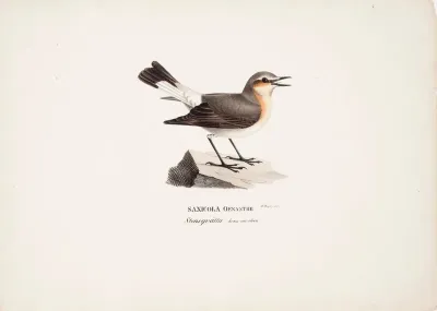 Female Northern Wheatear in Spring