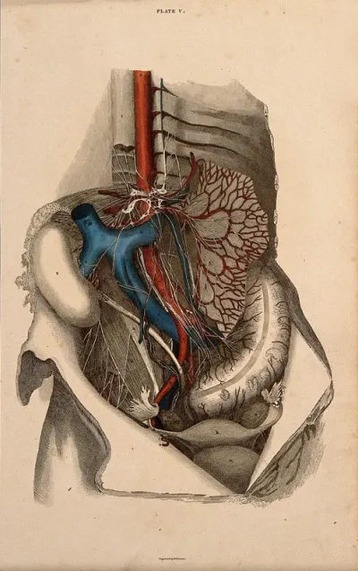Female pelvis: dissection, with blood-vessels and nerves indicated in red and blue