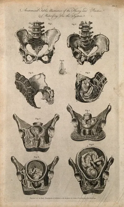 Female pelvis, sexual organs and foetus in utero during various stages of pregnancy: nine figures