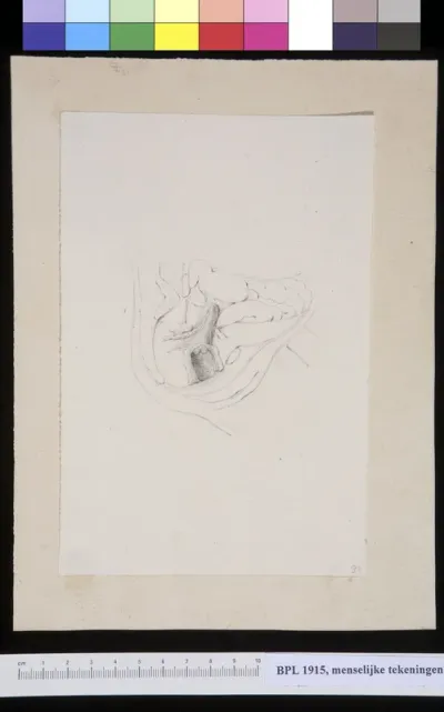 Female reproductive organs
