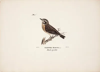 Female Whinchat