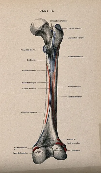 Femur bone, posterior view