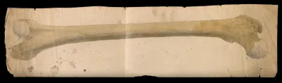 Femur bone. Watercolour and pencil drawing by J.C. Whishaw, 1852/1854