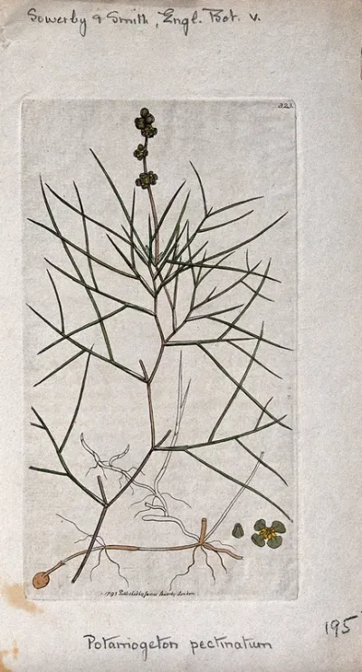 Fennel-leaved pondweed (Potamogeton pectinatus): flowering stem, root and floral segments