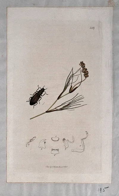 Fennel-leaved pondweed (Potamogeton pectinatus) with an associated beetle and its anatomical segments