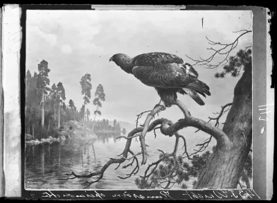 Ferdinand von Wright: "Kotka" vuodelta 1877