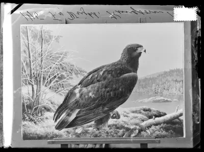 Ferdinand von Wright: "Kuningaskotka", ajoitus n. 1860-1889