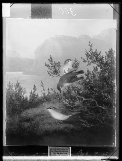 Ferdinand von Wright: "Pikkulintuja", ajoitus n. 1890-luku
