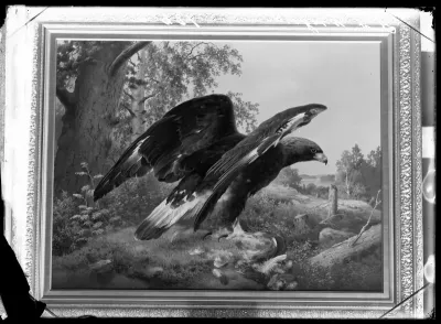 Ferdinand von Wright: "Siipiään kohottava kotka" vuodelta 1890