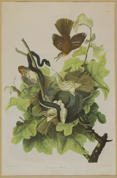 Ferragunous Thrush