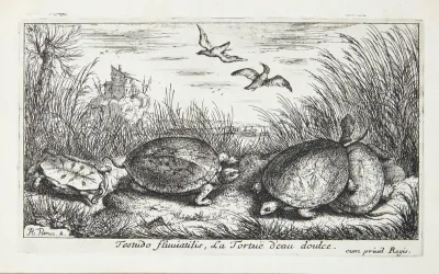 Ferskvandsskildpadden (Testudo fluuiatilus)