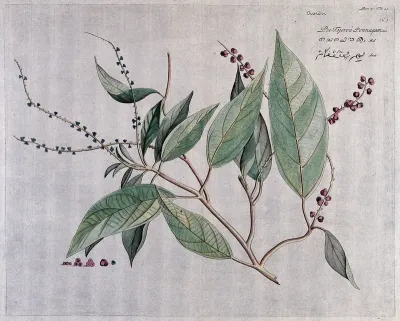 Fever bark (a species of Croton): branch with flowers and fruit, separate flower, fruit and seeds and sections of fruit