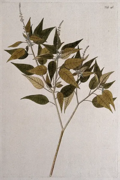 Fever bark (Croton balsamifer Jacq.): flowering and fruiting stem