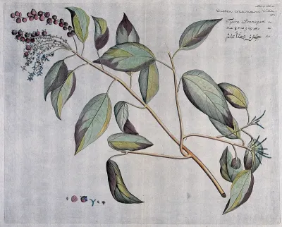 Fever bark (Croton coccineum Willd.): branch with flowers and fruit and separate sections of flower and fruit with seed