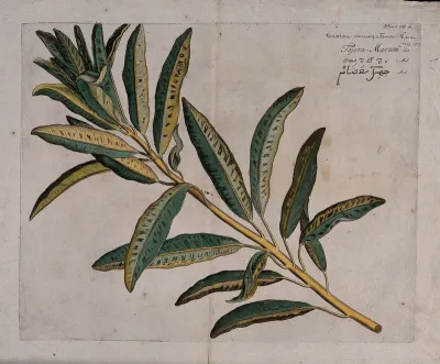 Fever bark (Croton variegatum L.): branch with leaves only