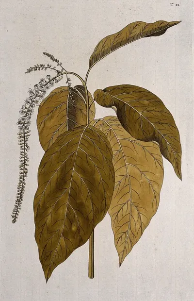 Fiddlewood (Citharexylum quadrangulare Jacq.): flowering stem