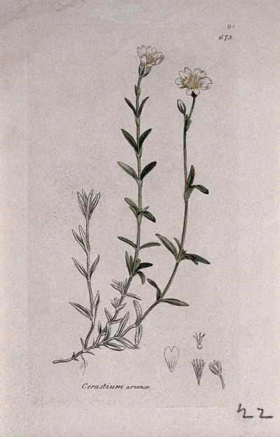 Field mouse-ear (Cerastium arvense): flowering stem and floral segments