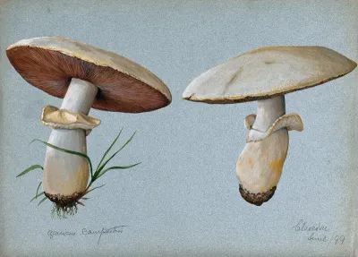Field mushroom (Agaricus campestris): two fruiting bodies
