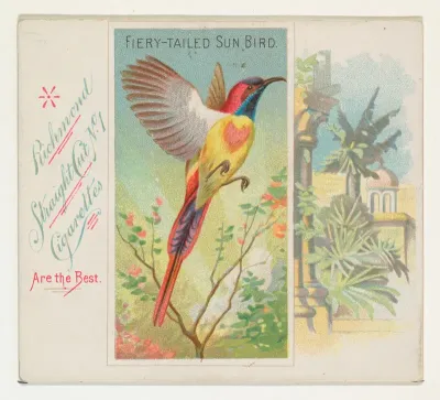 Fiery-Tailed Sun Bird, from Birds of the Tropics series (N38) for Allen & Ginter Cigarettes