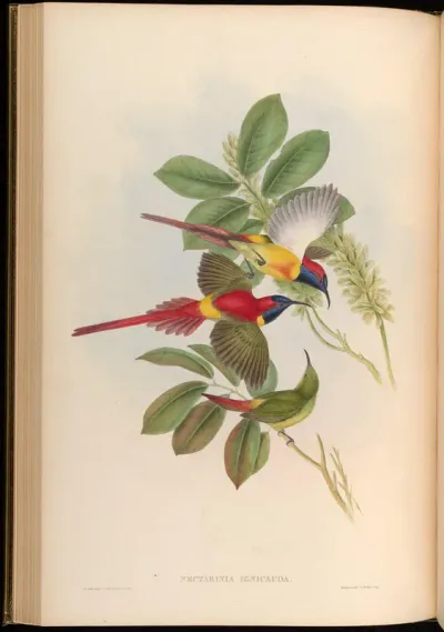 Fiery-tailed Sun-bird