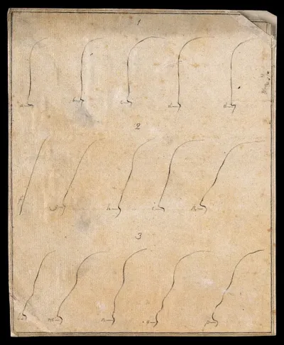 Fifteen contours of foreheads