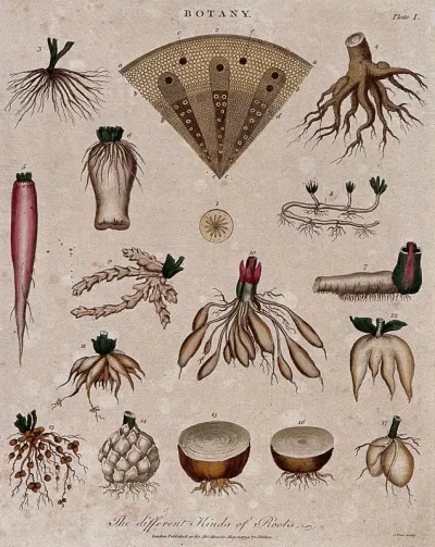Fifteen different forms of plant root and two anatomical sections