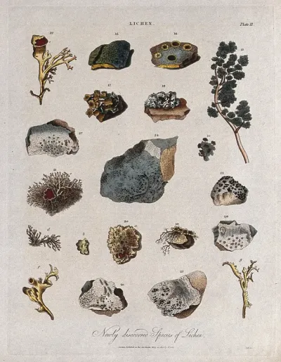 Fifteen different species of lichen