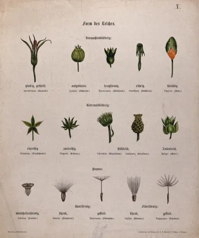 Fifteen examples of different types of flower calyx, including five types of pappus