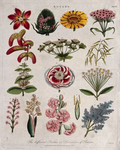 Fifteen flowers of different forms