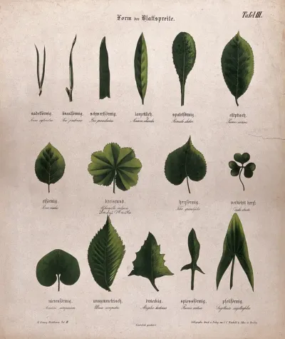 Fifteen plant leaves, all of different shapes