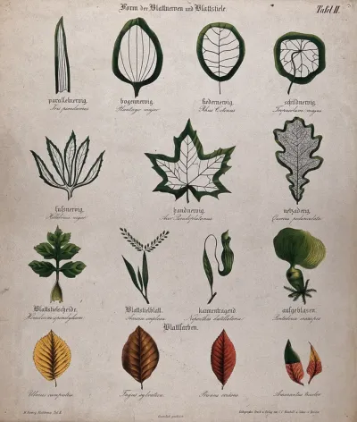 Fifteen plant leaves with different types of venation, stalk and autumn colour