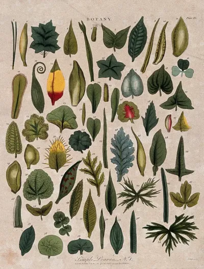 Fifty eight simple plant leaves of different forms
