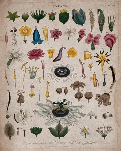 Fifty-four flowers, fruit and floral segments of different forms