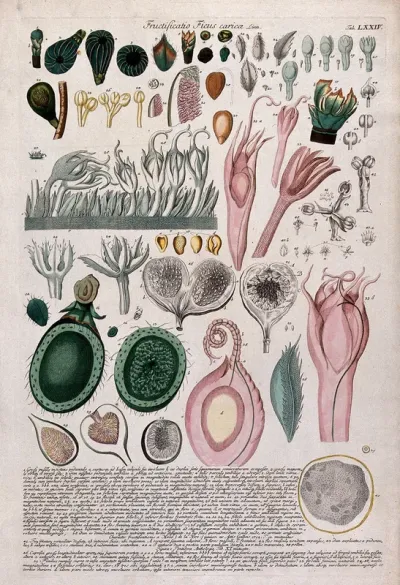 Fig (Ficus carica L.): 57 segments of flowers and fruits at different stages of maturity with detailed description