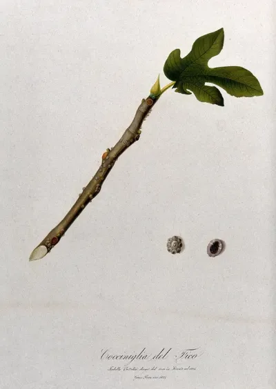 Fig (Ficus species): branch with sections of fruit
