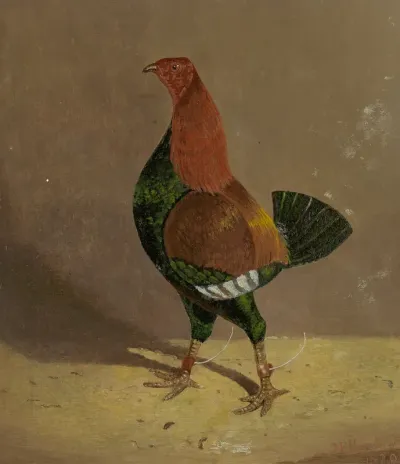 Fighting Cocks: a Dark-Breasted Fighting Cock, Facing Left