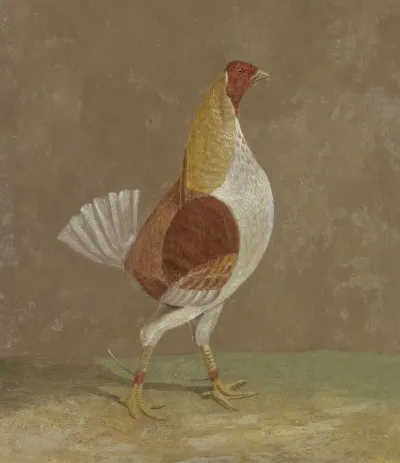 Fighting Cocks: a Pale-Breasted Fighting Cock, Facing Rght