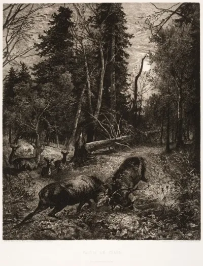 Fighting Deers