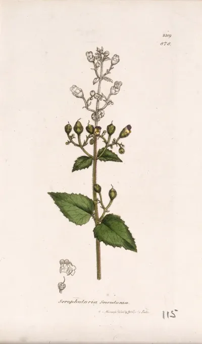 Figwort (Scrophularia scorodonia): flowering stem and floral segments