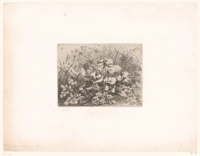 Fijne waterranonkel en andere waterplanten