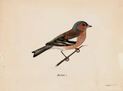 Finch