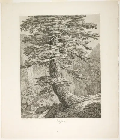 Fir Tree