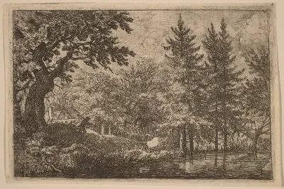 Fir Trees at the Water
