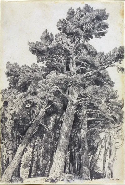 Fir Trees
