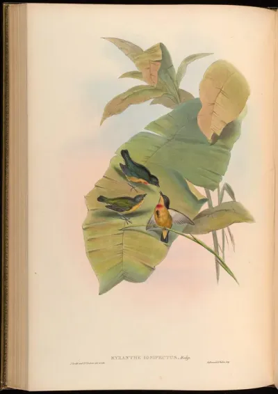 Fire-breasted Myzanthe