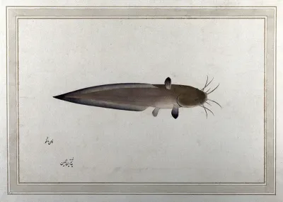 Fish (catfish?) Watercolour by Zayn Al-Din, 1777/1783