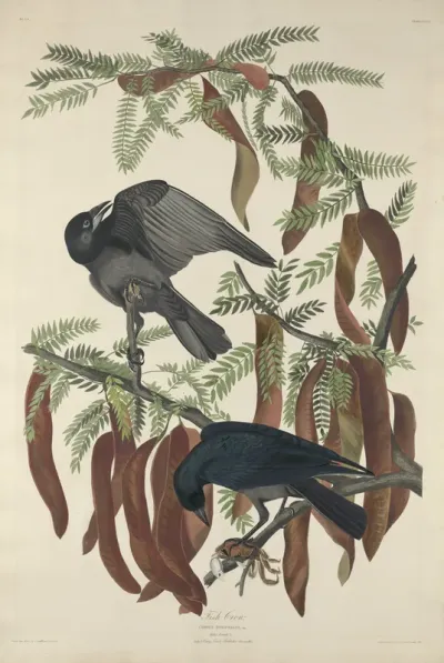 Fish Crow