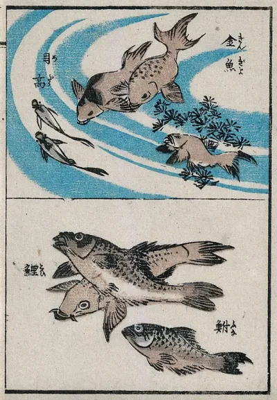 Fish swimming. Colour woodcut, 18--
