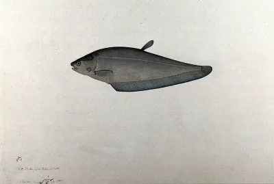 Fish. Watercolour, 1783